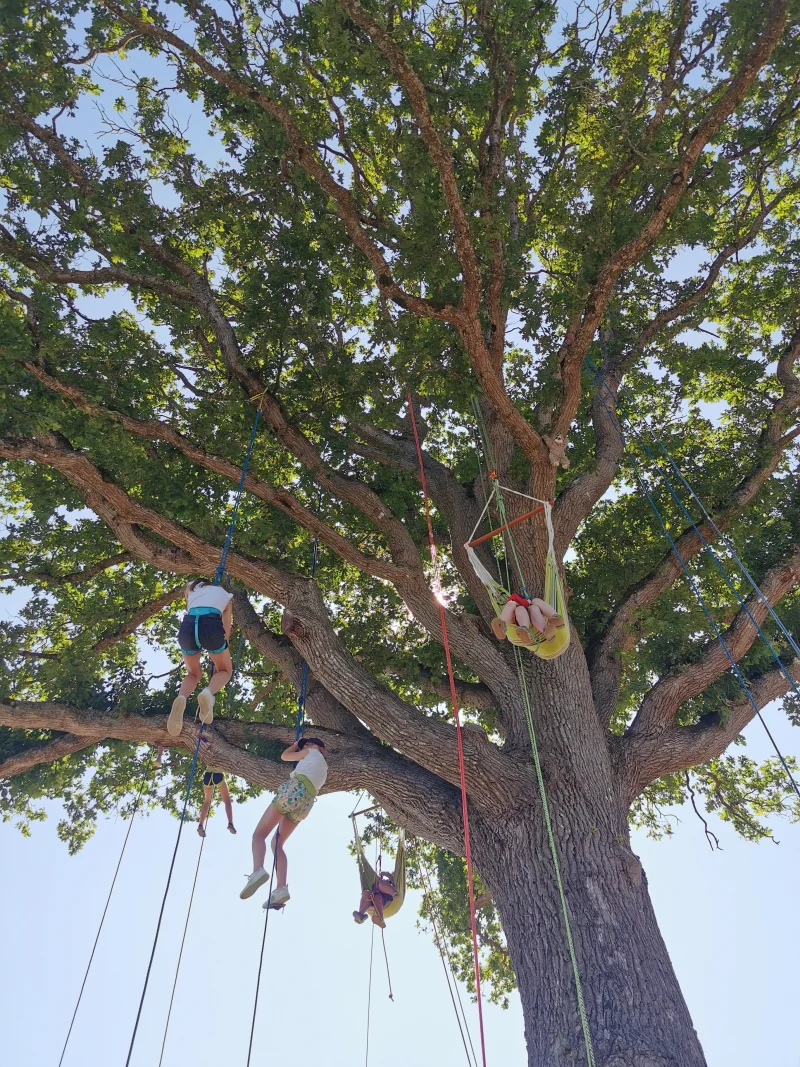 Sorties scolaires grimpe d'arbres - activités pédagogiques EPS et SVT en Bretagne