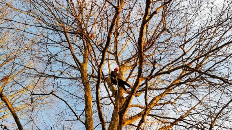 Stage d'autonomie - formation pour grimper seul dans les arbres en toute sécurité